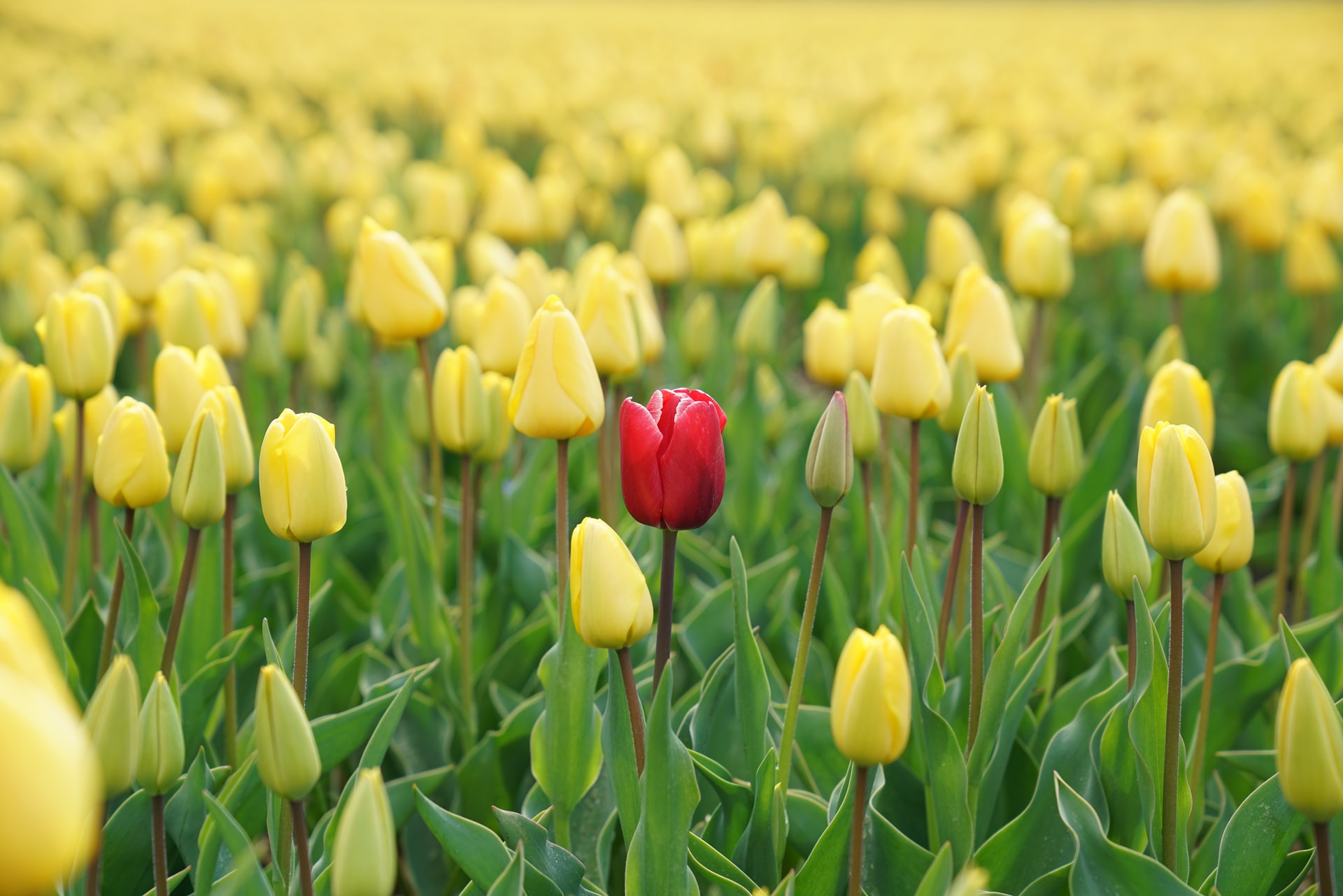 How to get noticed, be seen, stand out